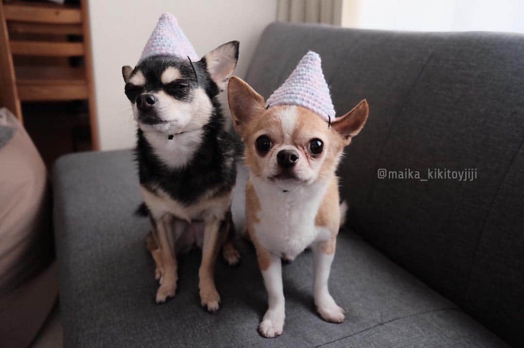 maika_kikitoyjijiさんのインスタグラム写真 - (maika_kikitoyjijiInstagram)「. Kiki&Toy . Happy Birthday!! Kiki and Toy❤️✨ . 3月14日 キキ10歳 3月27日 トイ9歳 . もう歳はとらないで😚 いつまでも元気でいてね。 . 産まれてきてくれて ありがとうの日🎉 . . #誕生日 #happybirthday #ありがとう #chihuahua #dog #チワワ #犬 #치와와 #weeklyfluff #ふわもこ部 #IGersJP #dogstagram #chihuahuaoftheday #fujifilm #fujifilm_xseries #今日もX日和 #tokyocameraclub #東京カメラ部 #犬バカ部 #whim_fluffy #dog_features #dogsofinstagram #いぬすたぐらむ #ママスタグラム」3月27日 19時50分 - maika_kikitoyjiji