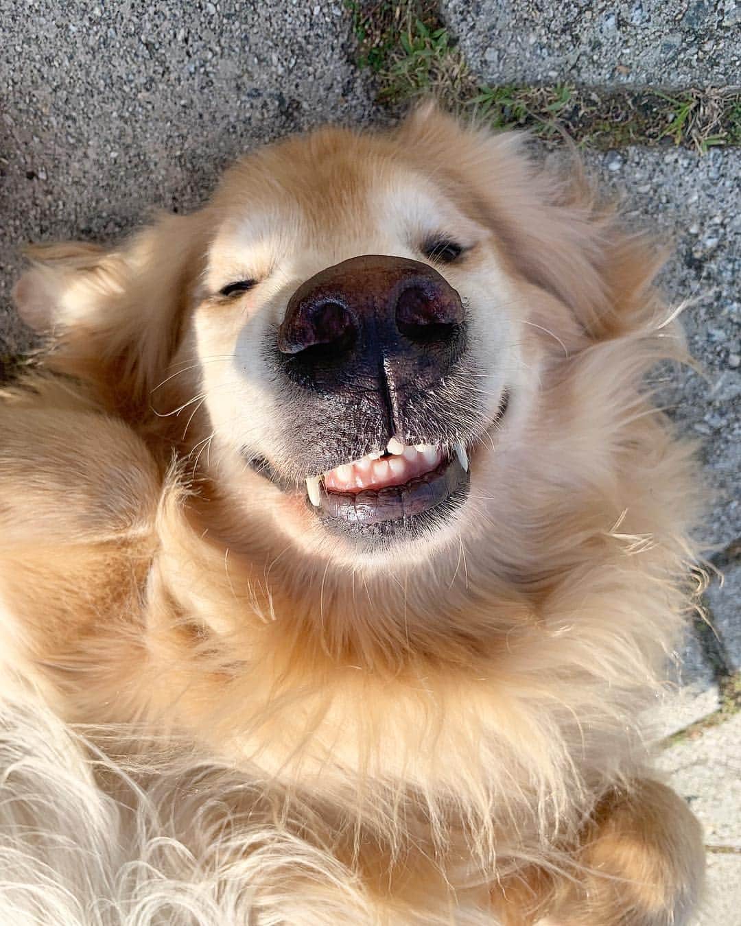 Bobさんのインスタグラム写真 - (BobInstagram)「Bom dia! #ilovegolden_retrievers #goldenretriever #goldenretrievers #dogs #dogsofinstagram #pets #petstagram #instagrammers」3月27日 19時46分 - bob_marley_goldenretriever