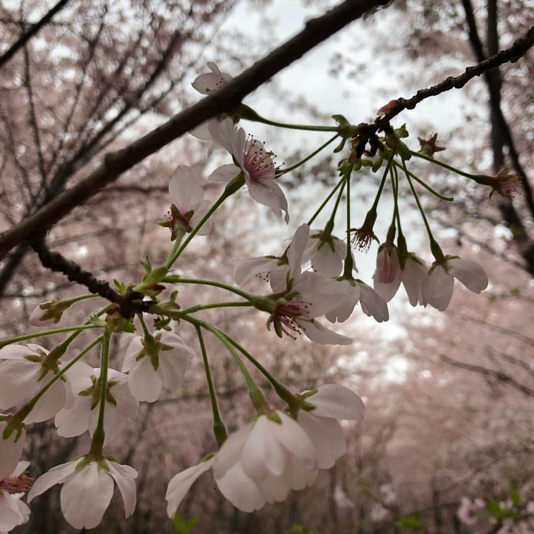 イモトアヤコさんのインスタグラム写真 - (イモトアヤコInstagram)「・ #イモトアヤコのすっぴんしゃん #毎週水曜日21:30 #tbsラジオ #ぜひ聴いてちょ 今年初の桜は異国で見ました」3月27日 19時55分 - imotodesse