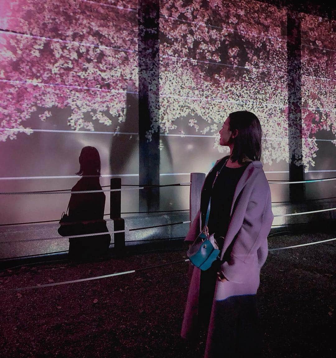 鬼辻麻衣さんのインスタグラム写真 - (鬼辻麻衣Instagram)「京都ディナーの後は 二条城桜まつりの夜間観覧に行ってきた🌸 ・ ・ @naked_inc のマッピングが綺麗で、京都の夜を楽しめました🏯 人気スポットなので、平日に行くのがいいかも🐥 4/14(sun)までしてるそうです！ #nakedimmersive #nakedinc」3月27日 20時00分 - kitsumai