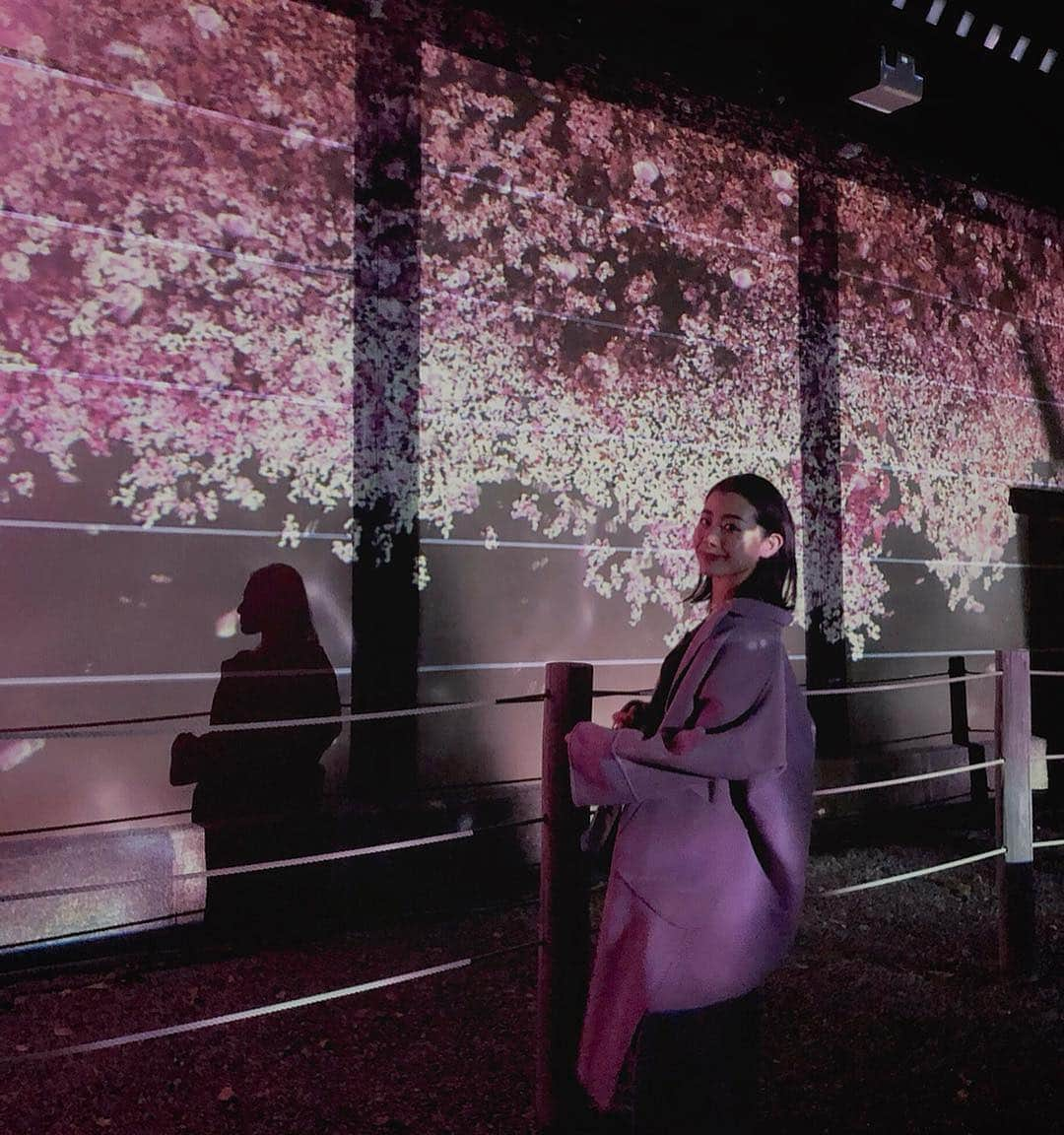 鬼辻麻衣さんのインスタグラム写真 - (鬼辻麻衣Instagram)「京都ディナーの後は 二条城桜まつりの夜間観覧に行ってきた🌸 ・ ・ @naked_inc のマッピングが綺麗で、京都の夜を楽しめました🏯 人気スポットなので、平日に行くのがいいかも🐥 4/14(sun)までしてるそうです！ #nakedimmersive #nakedinc」3月27日 20時00分 - kitsumai