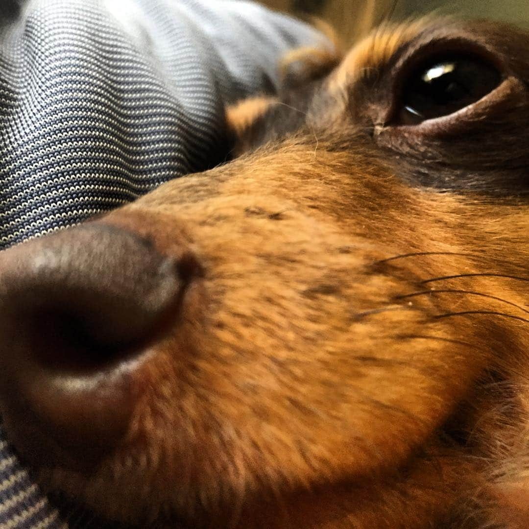 ななこさんのインスタグラム写真 - (ななこInstagram)「どアップ🐶 ＊ #犬 #愛犬 #ダックス #カニンヘン #dog #dachshund #dogstagram #doxie #doglover #ilovemydog #instadog #instadachshund #petstagram  #dachshundsofinstagram」3月27日 20時03分 - nanaco_dachs