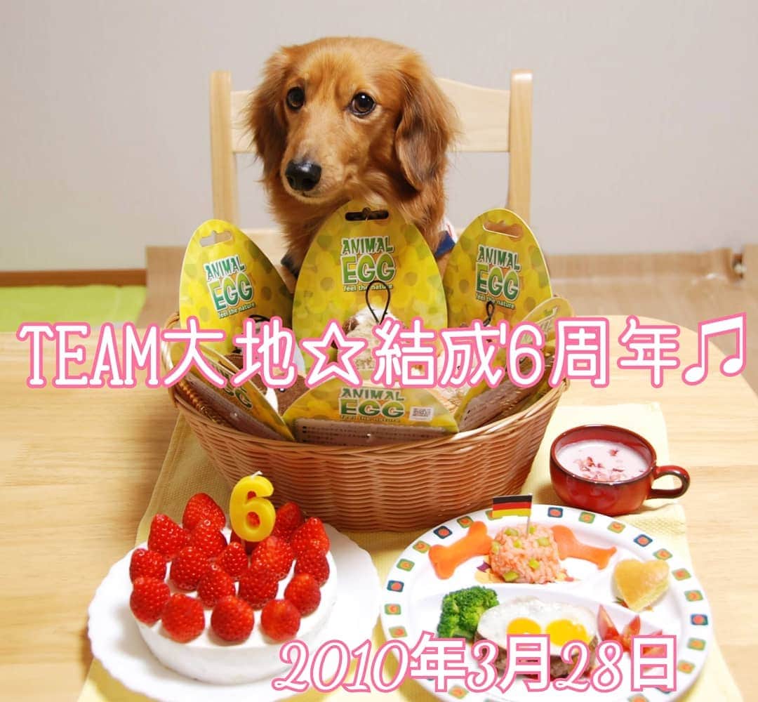 ?モデル?大地?さんのインスタグラム写真 - (?モデル?大地?Instagram)「♪🐾2019*3*27🐾 . 明日💕3/28は 🐶大地が家族なった 【TEAM🐶大地☆結成日】 🎉🍾🥂🎂🍖🎁🎊✌️😆 . 明日で【🎉15周年】を迎えます💕✌️😆✌️ . . なので今までの 【TEAM🐶大地☆結成記念日🎶】を 振り返ってみようと思います🎶✌️😄😄😄✌️ . . 📷2010年3月28日 TEAM🐶大地☆結成6周年🎉✌️😄 . 🚗車に乗って いつもと違う🌳公園に🐾お散歩しに行っても まるで地元の子みたいに 『こっち🎶こっち🎶😆早く🎶早く🎶😁』と進んで行くのは、 今も変わってないよね🎶😁😁😁 . . #うちの子記念日 #3月 #フォトビーでお祝い . . 🐾🐾🐾🐾🐾🐾🐾🐾🐾🐾🐾🐾🐾🐾 . #大地#大好き#だいすき #いつも一緒#ずっと一緒 #大地なしでは生きて行けませんw #いぬ#イヌ#犬#わんこ . #ワンコ#愛犬#いぬばか部 #犬バカ部#いぬら部#いぬすたぐらむ #犬のいる暮らし#犬の生活が第一 #pecoいぬ部#お祝い . #yokohama#神奈川#横浜 #ミニチュアダックスフンド#ミニチュアダックス #ダックスフンド#ダックス」3月27日 20時16分 - sachi_daichi