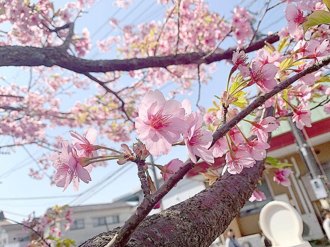 上野遥さんのインスタグラム写真 - (上野遥Instagram)「大分県湯布院に行ってきました❤︎ ・ ・ フローラルヴィレッジ いろんなお店がありました〜＾＾ 少し歩いたところには 気になっていたカヌレ屋さん 有名なロールケーキ屋さん そして今年初の桜を見つけました🌸 #湯布院 #湯布院フローラルビレッジ #アリス #ハイジ #カヌレ #ロールケーキ #桜 #大分 #3姉妹 で♡」3月27日 20時10分 - harutan.pink