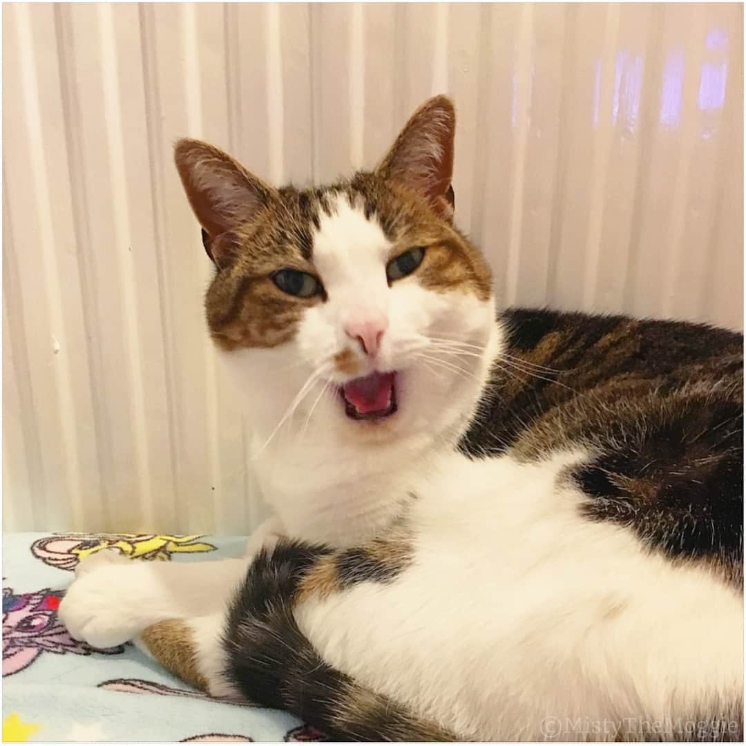 Misty The Moggieさんのインスタグラム写真 - (Misty The MoggieInstagram)「When the yawn catches... swipe to see the progress of the fangs 🦇」3月27日 20時19分 - mistythemoggie