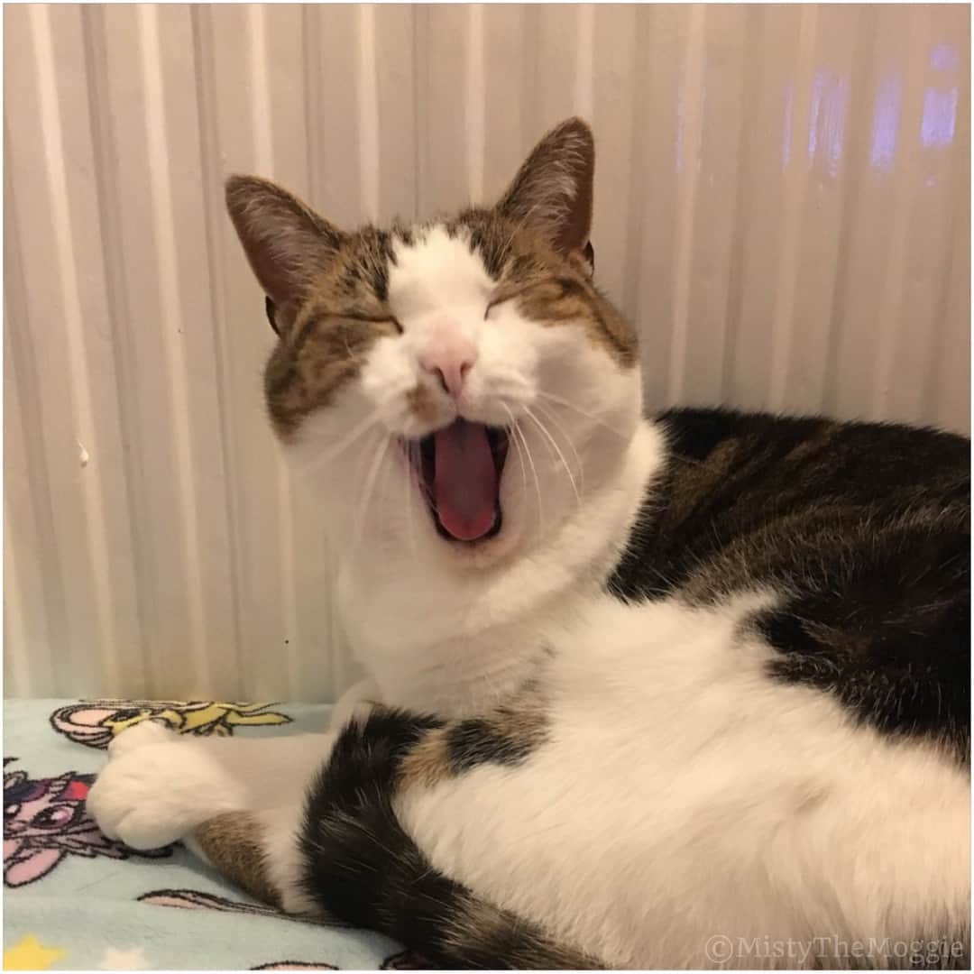 Misty The Moggieさんのインスタグラム写真 - (Misty The MoggieInstagram)「When the yawn catches... swipe to see the progress of the fangs 🦇」3月27日 20時19分 - mistythemoggie