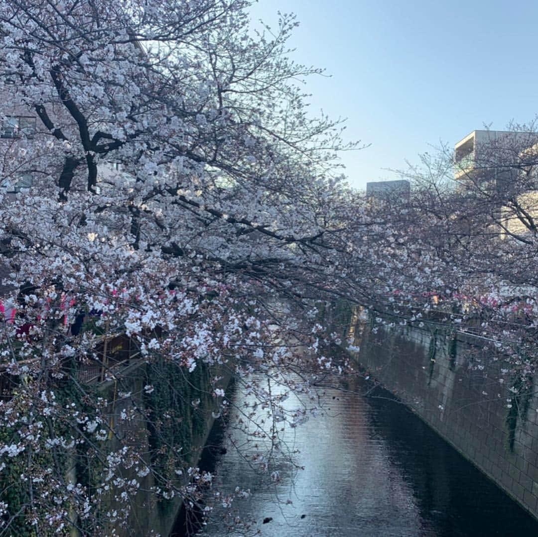 AYUMIさんのインスタグラム写真 - (AYUMIInstagram)「目黒川の桜を眺め mother esta @mother_esta_official  でお花見ランチ🌸 桜色のナチュールシャンパンで乾杯して 無農薬の野菜をたっぷり使ったランチコース。 大好きなみんなと美味しいご飯で幸せな日。 なおちゃんのお誕生日のお祝いを💚 . . #motheresta #マザーエスタ #オーガニックビストロ #お花見ランチ #目黒川の桜」3月27日 20時20分 - ayumiayunco