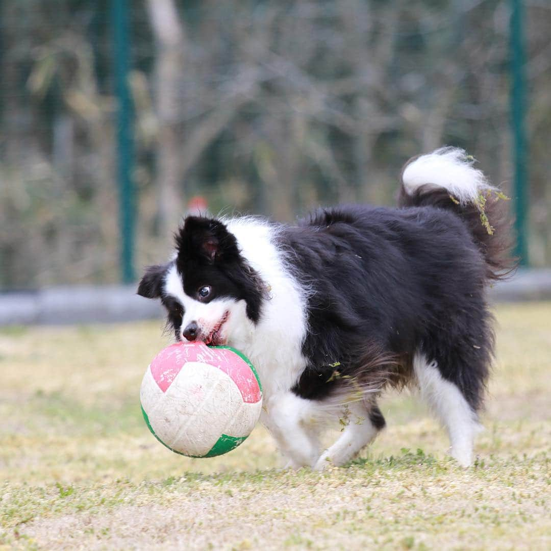 犬バカ部宣伝部長のインスタグラム