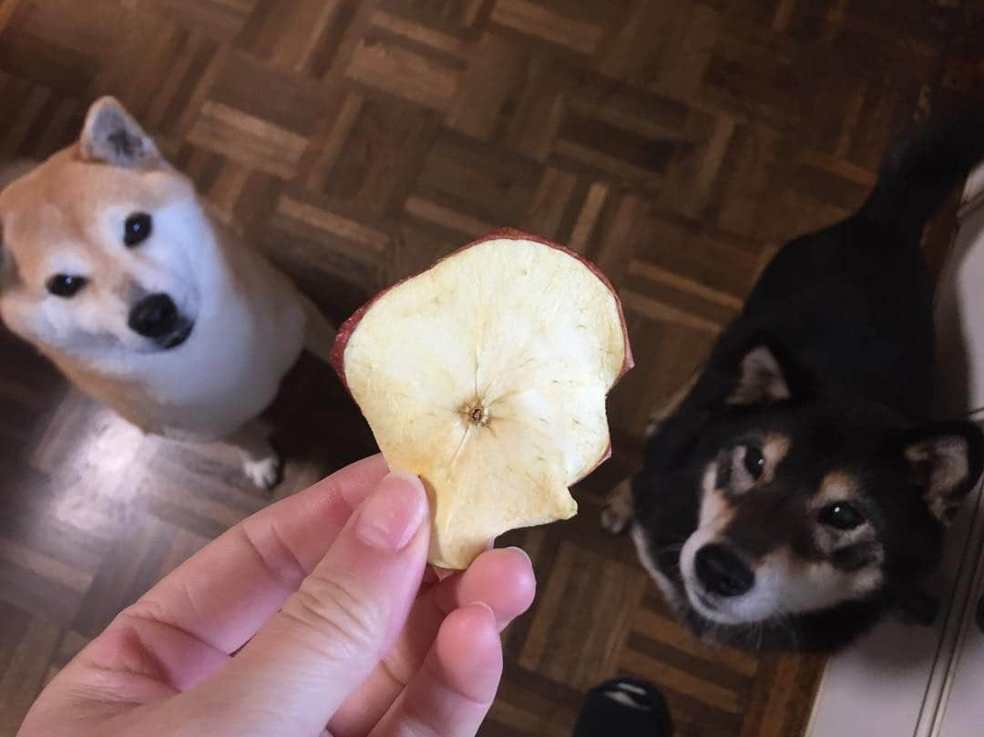 がんちゃんさんのインスタグラム写真 - (がんちゃんInstagram)「フードディハイドレーターでりんご🍎🍏を干してみました。てんタッキーにも大好評でした😋」3月27日 20時26分 - kota2ann