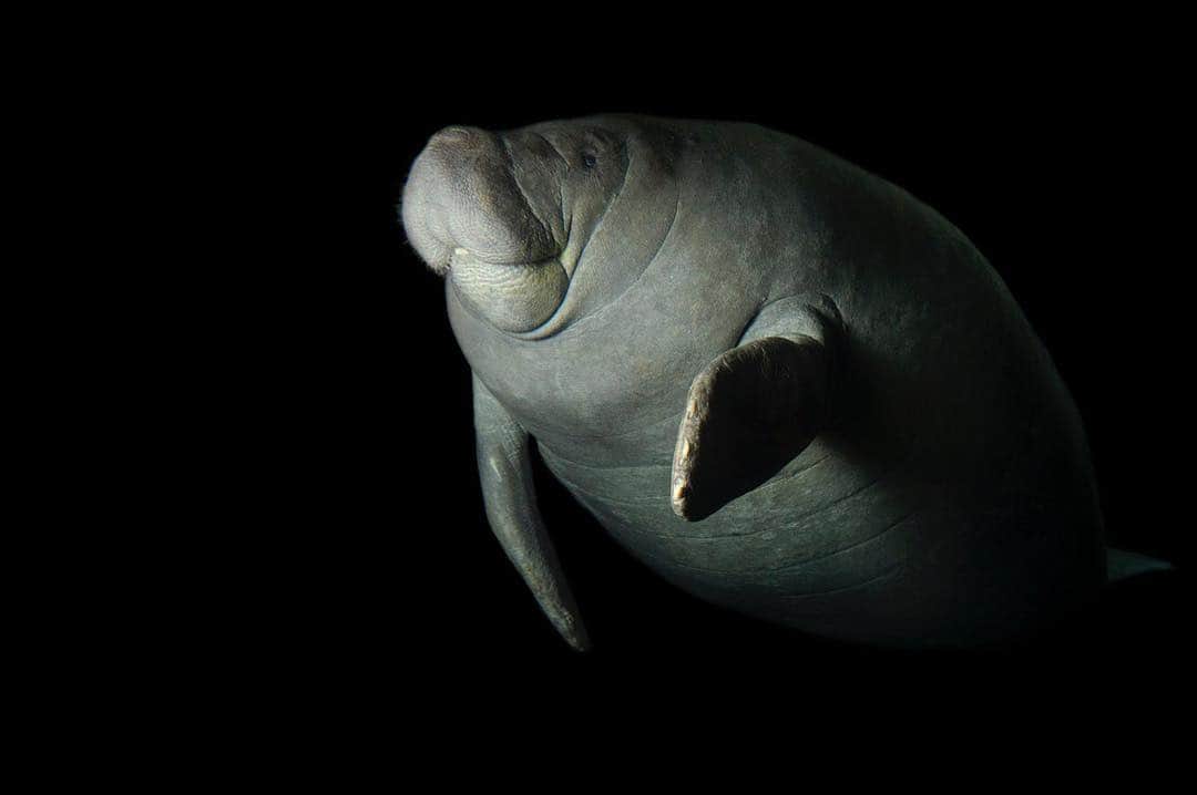 Joel Sartoreさんのインスタグラム写真 - (Joel SartoreInstagram)「Did you know you could help save manatees by using safe boating practices? Manatees face several threats, but the greatest comes from collisions with propellers and boat hulls. Reducing your speed on the water makes it easier for you to spot manatees just beneath the surface and gives them the time they need to get out of the boat’s path. These gentle mammals spend the winter in Florida’s coastal waters but have been known to migrate as far north as the Carolinas and as far west as Louisiana during the summer months. Photo taken with a @nikonusa D4 at @dallas_world_aquarium. #manateeappreciationday #boating #seacow #photoark」3月27日 20時27分 - joelsartore