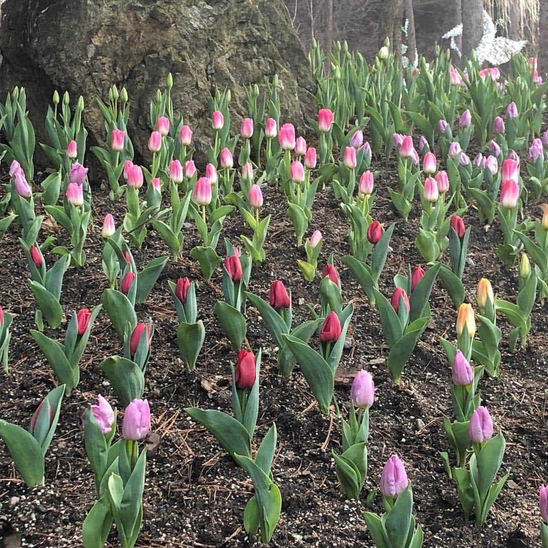 宇宙少女さんのインスタグラム写真 - (宇宙少女Instagram)「름포토의 오늘의 아름다움 1 🌷  튤립 너무 이뻐서 우정이랑 같이 보려고 찍어 왔지요🥰 내사진은 그냥 같이 보라구 ㅎㅎㅎ  #튤립 #름포토📷  #름작가 #우주스타그램 #우주소녀 #여름」3月27日 20時28分 - wjsn_cosmic