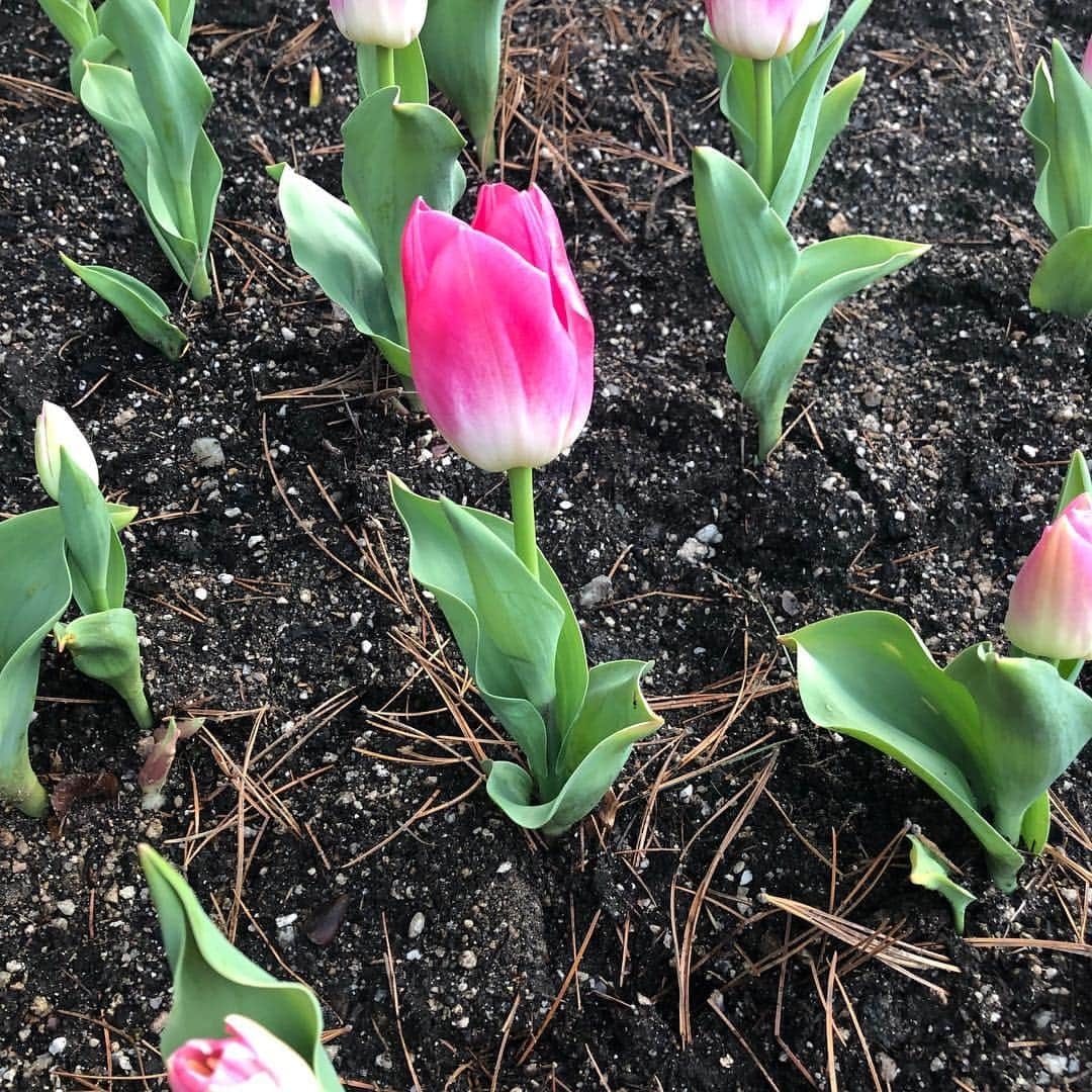 宇宙少女さんのインスタグラム写真 - (宇宙少女Instagram)「름포토의 오늘의 아름다움 1 🌷  튤립 너무 이뻐서 우정이랑 같이 보려고 찍어 왔지요🥰 내사진은 그냥 같이 보라구 ㅎㅎㅎ  #튤립 #름포토📷  #름작가 #우주스타그램 #우주소녀 #여름」3月27日 20時28分 - wjsn_cosmic