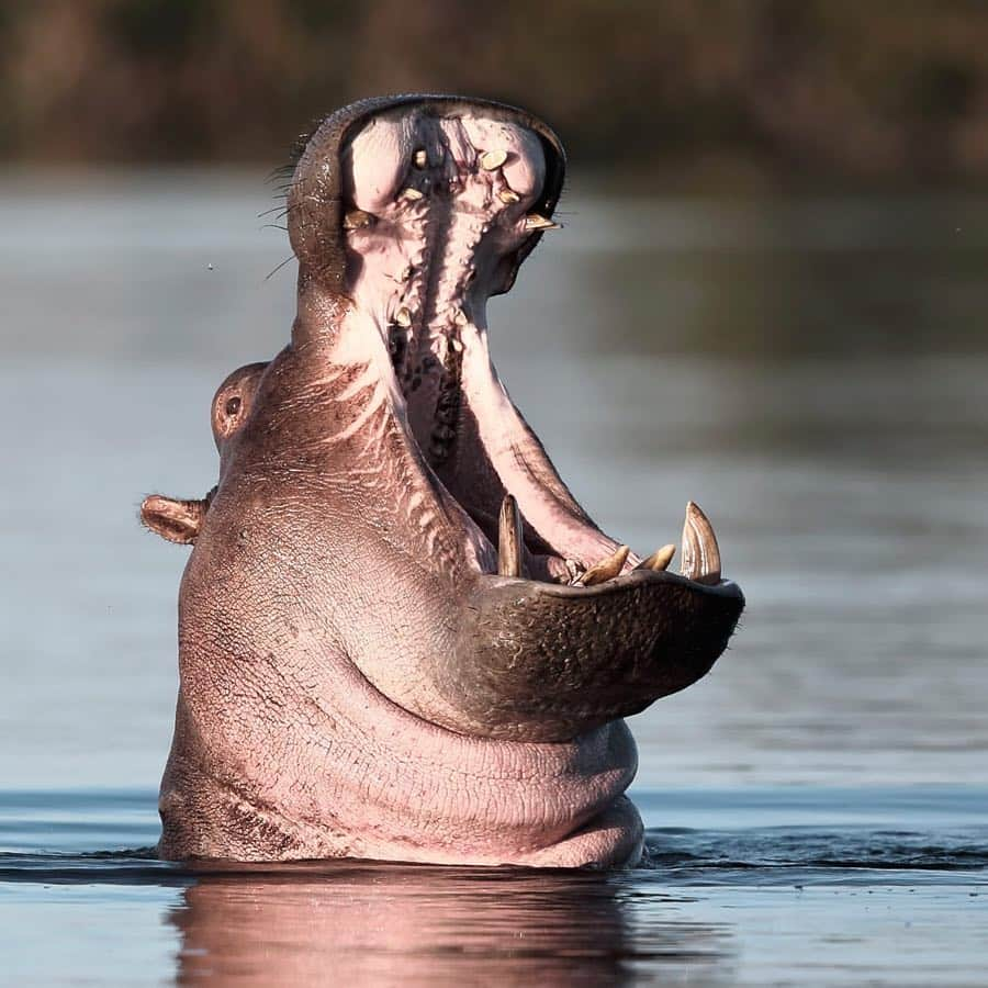 Canon Photographyさんのインスタグラム写真 - (Canon PhotographyInstagram)「A jaw dropping series of images by @stephantuengler Okavangodelta, Botswana Canon 1DX | 500mm」3月27日 20時34分 - cpcollectives