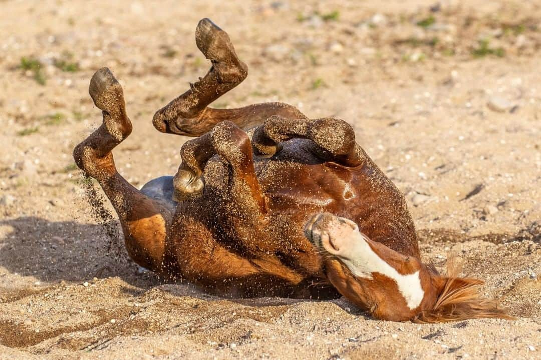 Discoveryさんのインスタグラム写真 - (DiscoveryInstagram)「“Wild horses enjoy rolling in sand to rid themselves of insects; but it also can feel like a nice back rub. Frequently, when one of a band starts to roll, it sets off the whole family and one after another the horses will get down and dirty. It’s an amazing sight to see them shake off the dust during the summer.” 📸 + caption by Richard J. Simonsen (@Richardjsimonsen) . . . . #adventure #travel #nature #photography #potd #photooftheday #TontoNationalForest #horse #wildhorses」3月27日 20時37分 - discovery