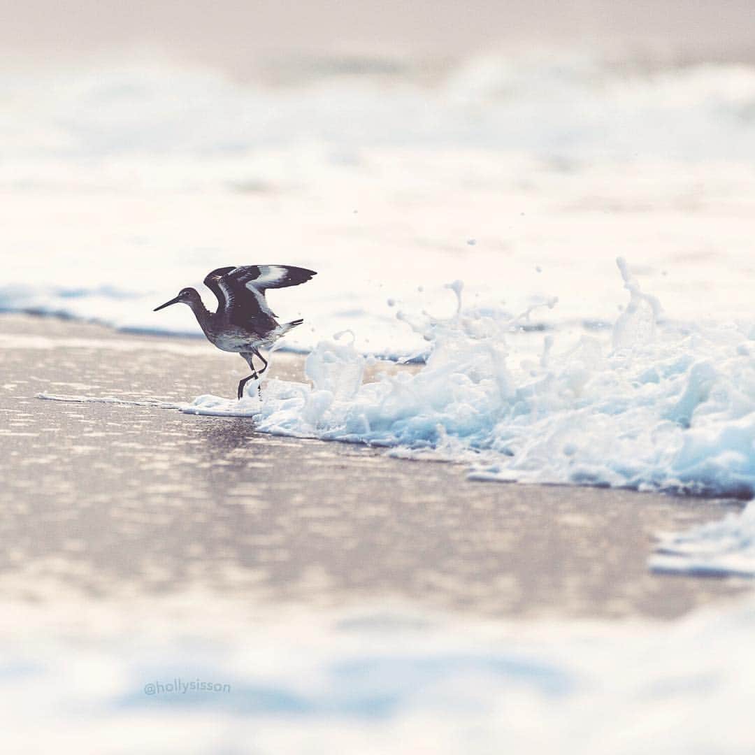 Holly Sissonのインスタグラム：「Me, when I don’t want to get my feet wet 🤣 @visitpensacola || #experiencepcola #PcolaPressTrip ~ Canon 1D X MkII + 70–200 f2.8L IS MkII @  f2.8 200mm (See my bio for full camera equipment information plus info on how I process my images. 😊) ~ #pickmotion」
