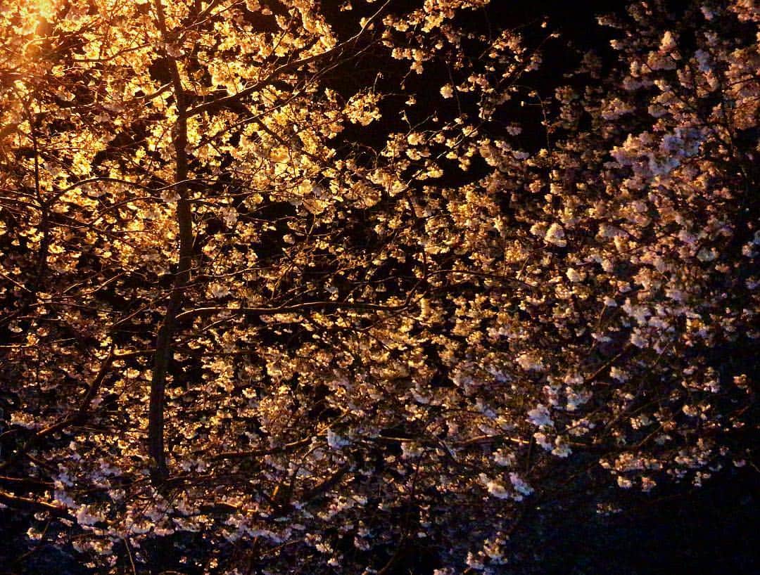 拓磨のインスタグラム：「馴染みの場所に咲く桜も綺麗だけど 花見したい。  が… 時間無し！」