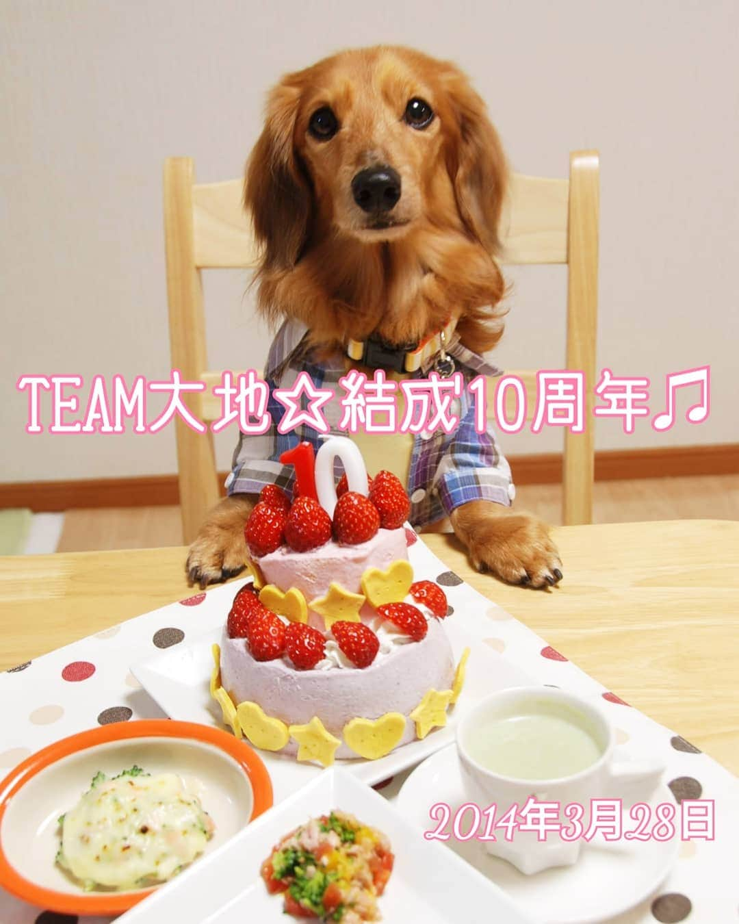 ?モデル?大地?さんのインスタグラム写真 - (?モデル?大地?Instagram)「♪🐾2019*3*27🐾 . 明日💕3/28は 🐶大地が家族なった 【TEAM🐶大地☆結成日】 🎉🍾🥂🎂🍖🎁🎊✌️😆 . 明日で【🎉15周年】を迎えます💕✌️😆✌️ . . なので今までの 【TEAM🐶大地☆結成記念日🎶】を 振り返ってみようと思います🎶✌️😄😄😄✌️ . . 📷2014年3月28日 TEAM🐶大地☆結成10周年🎉✌️😄 . 10年って、本当に【あっ💕】と言う間🎶😆😆😆 . TEAM🐶大地🐾は 永遠に不滅です🎶✌️😁 . . #うちの子記念日 #3月 #フォトビーでお祝い . . 🐾🐾🐾🐾🐾🐾🐾🐾🐾🐾🐾🐾🐾🐾 . #大地#大好き#だいすき #いつも一緒#ずっと一緒 #大地なしでは生きて行けませんw #いぬ#イヌ#犬#わんこ . #ワンコ#愛犬#いぬばか部 #犬バカ部#いぬら部#いぬすたぐらむ #犬のいる暮らし#犬の生活が第一 #pecoいぬ部#お祝い . #yokohama#神奈川#横浜 #ミニチュアダックスフンド#ミニチュアダックス #ダックスフンド#ダックス」3月27日 21時00分 - sachi_daichi