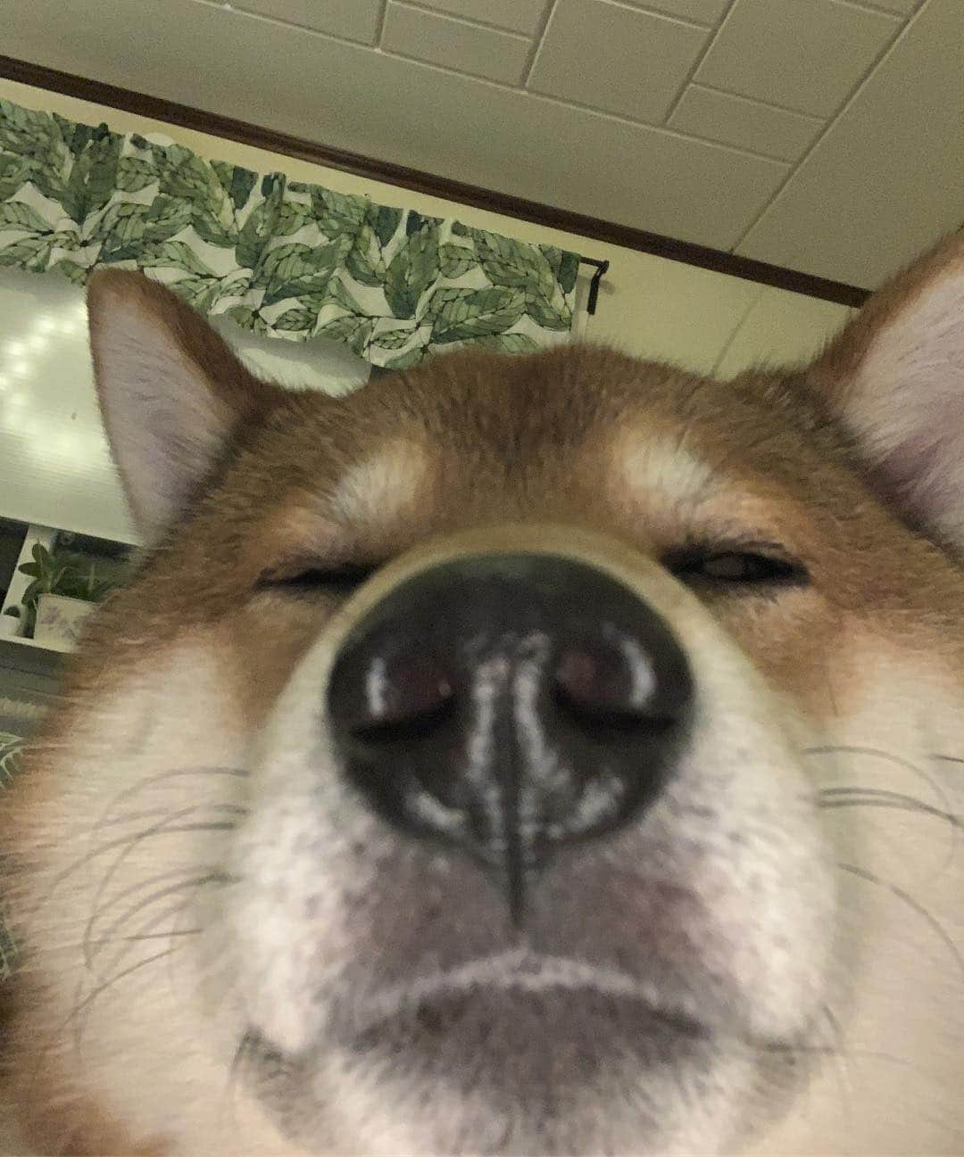 ?Fricko the Shiba Inu?さんのインスタグラム写真 - (?Fricko the Shiba Inu?Instagram)「Accidentally started the front camera 😳😳Anyone relates? • • • •  #Fricko #🐶 #☀️ #shiba #shibainu #dog #柴犬 #赤柴  #adorable #shibalovers #shibaholics  #dogoftheday  #weeklyfluff #aww #dogstagram  #dogscorner #puppiesofinstagram #shibapuppy」3月27日 21時03分 - umigiva