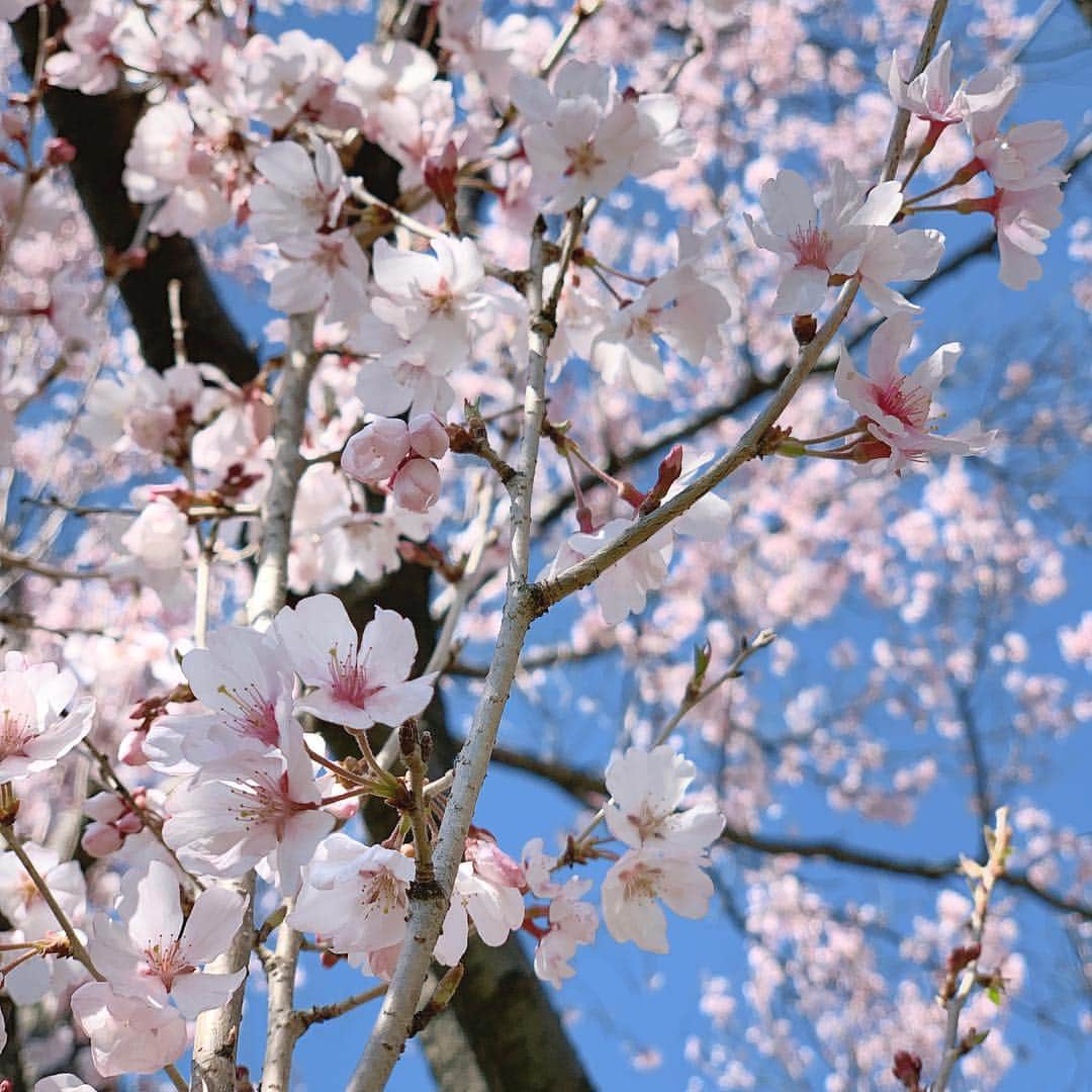 Sayakaのインスタグラム：「* お花見日和のイイお天気🌞✨ 青空に映える桜が綺麗🌸🌸🌸💕 * * #flower #flowers #flowerstagram  #sakura #cherryblossom #japan #spring #springblooms #fullbloom #さくら #サクラ #桜 #🌸」