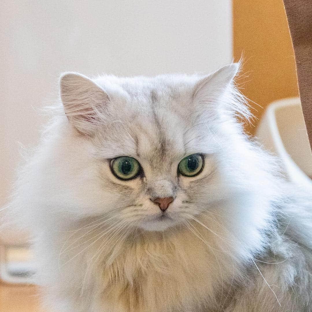 マアルのインスタグラム：「染太郎ちゃん🐱お客様の猫さん紹介です🐈 #北海道 #ペットシッター #猫 #ペルシャ #persiancat」