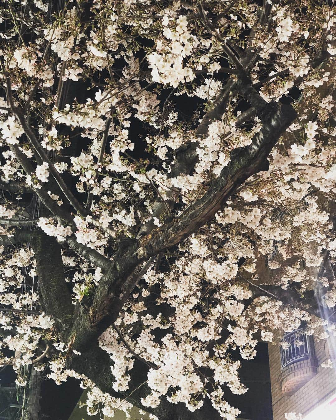 東出真緒さんのインスタグラム写真 - (東出真緒Instagram)「花見だ🌸 花見したい🌸 花見すっぞ🌸」3月27日 21時17分 - mao_bigmama_vn