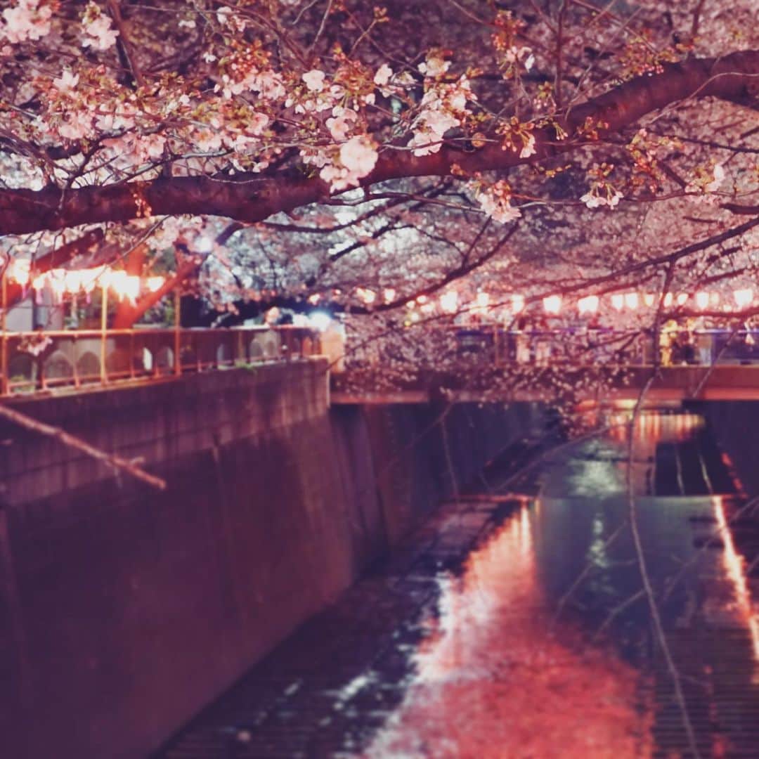 のインスタグラム：「#夜桜 #7分咲きくらい #目黒川 #桜ひらひら #桜 #お散歩 #お花見 #cherryblossom #Japan #tokyo #meguro #🌸」