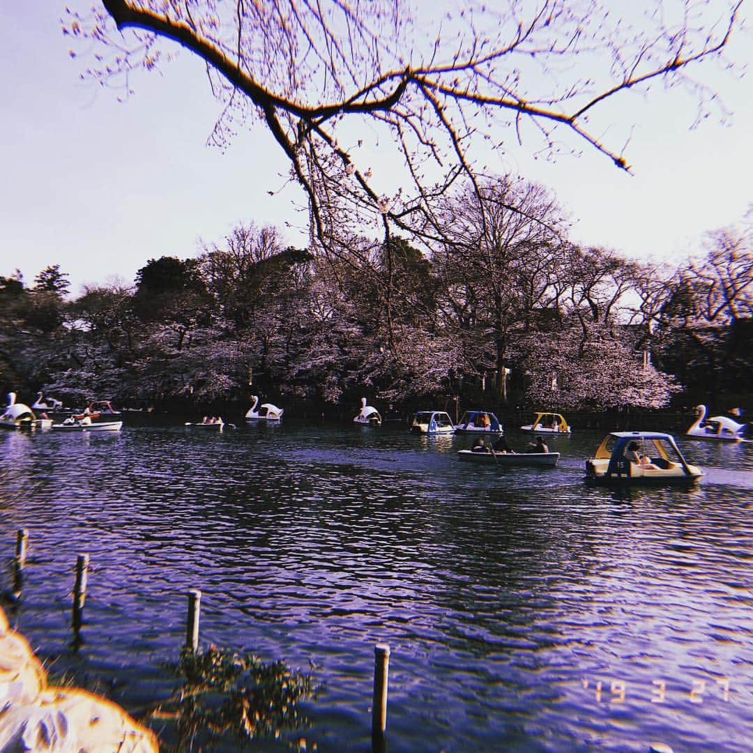 西田さおりさんのインスタグラム写真 - (西田さおりInstagram)「🌸🌸井之頭公園🌸🌸 さくらとっても綺麗ね！ お花見したいわね！  #吉祥寺 #井之頭公園 #暑かった #スカジャン着てる人いなかった #太ってる人もいなかった」3月27日 21時20分 - saori19950108