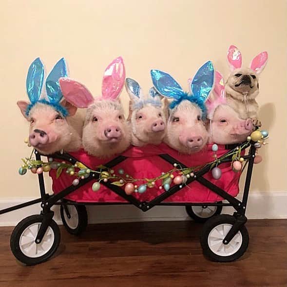 Priscilla and Poppletonさんのインスタグラム写真 - (Priscilla and PoppletonInstagram)「MEET AND GREET: JACKSONVILLE, FL! These little piggies are going wee, wee, wee all the way to @shoptheavenues to see the Easter Bunny, and you can come, too! We will be set up center court, right by the Easter bunny himself this Sunday from 1-3pm. Come see us both!🐷🐷🐷🐷🐷🐶🐰 . To all our four legged friends, the mall is hosting “Pet Night” with the bunny this Sunday from 6-8, so you can come meet him and get pics, too!🐷💕🐰#avenuesmall #jacksonville #easterbunny #nationallittleredwagonday #Pigtailthepug #PiggyPenn #PoseyandPink #PrissyandPop .」3月27日 21時22分 - prissy_pig