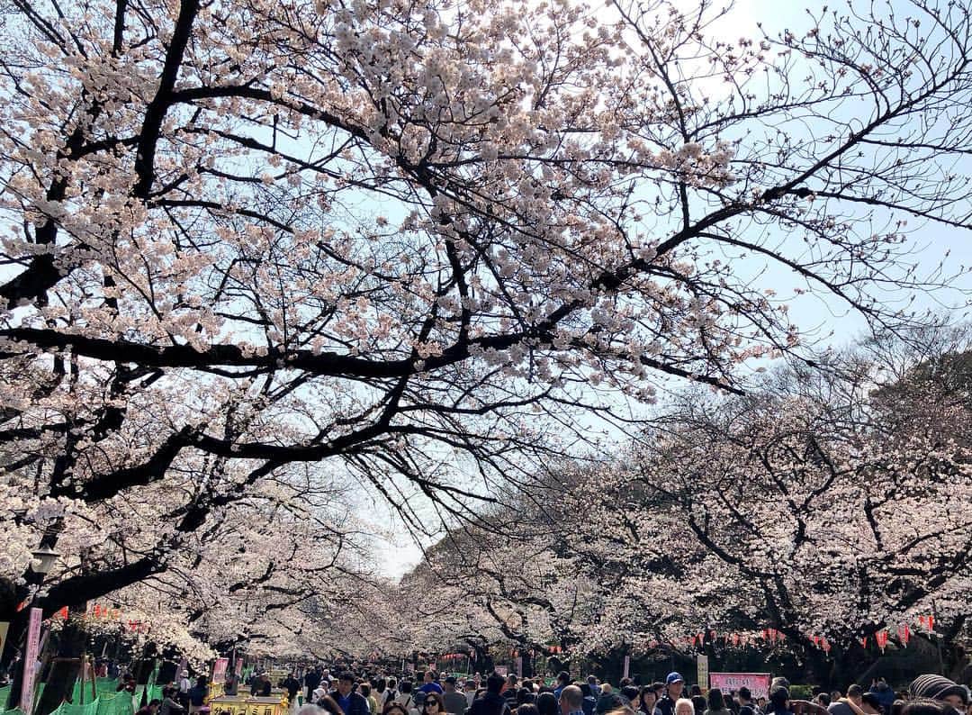 藤井美加子さんのインスタグラム写真 - (藤井美加子Instagram)「☆﻿ 上野公園と上野ZOO﻿🦍🙉🐘🐻🦁 今日もミモザと一緒のお出掛け🌟😽💫﻿ ﻿ 上野公園の桜も見頃🌸🌸🌸﻿ 桜の樹の下で食べる #シュガーレディ の﻿ #ばらちらし寿司 は最高でした！﻿ ﻿ #アニマルセラピー とても効果的でした。 しばらく上野動物園に通いそうです。  #ペットロス それは経験した人には分かる想像以上の痛みです。寂しさから抜け出せない方は是非、動物園おすすめです。 ゴリラとお猿さんはずっと見てられる🦍🙊 ﻿ ﻿ #お花見#桜#さくら#SAKURA#サクラ#上野公園#上野動動物園#日本の風景#春#動物﻿ #cherryblossom#japan_vacations#japanphoto#photo#photography#photo_jpn#sakuraphoto#spring#zoo#uenozoo#uenopark#animaltherapy#animal」3月27日 21時33分 - mikako_miki