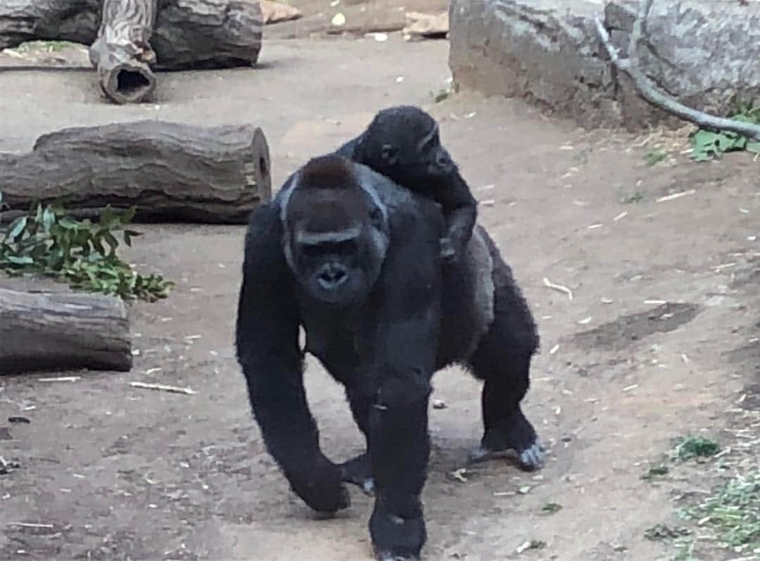 藤井美加子さんのインスタグラム写真 - (藤井美加子Instagram)「☆﻿ 上野公園と上野ZOO﻿🦍🙉🐘🐻🦁 今日もミモザと一緒のお出掛け🌟😽💫﻿ ﻿ 上野公園の桜も見頃🌸🌸🌸﻿ 桜の樹の下で食べる #シュガーレディ の﻿ #ばらちらし寿司 は最高でした！﻿ ﻿ #アニマルセラピー とても効果的でした。 しばらく上野動物園に通いそうです。  #ペットロス それは経験した人には分かる想像以上の痛みです。寂しさから抜け出せない方は是非、動物園おすすめです。 ゴリラとお猿さんはずっと見てられる🦍🙊 ﻿ ﻿ #お花見#桜#さくら#SAKURA#サクラ#上野公園#上野動動物園#日本の風景#春#動物﻿ #cherryblossom#japan_vacations#japanphoto#photo#photography#photo_jpn#sakuraphoto#spring#zoo#uenozoo#uenopark#animaltherapy#animal」3月27日 21時33分 - mikako_miki