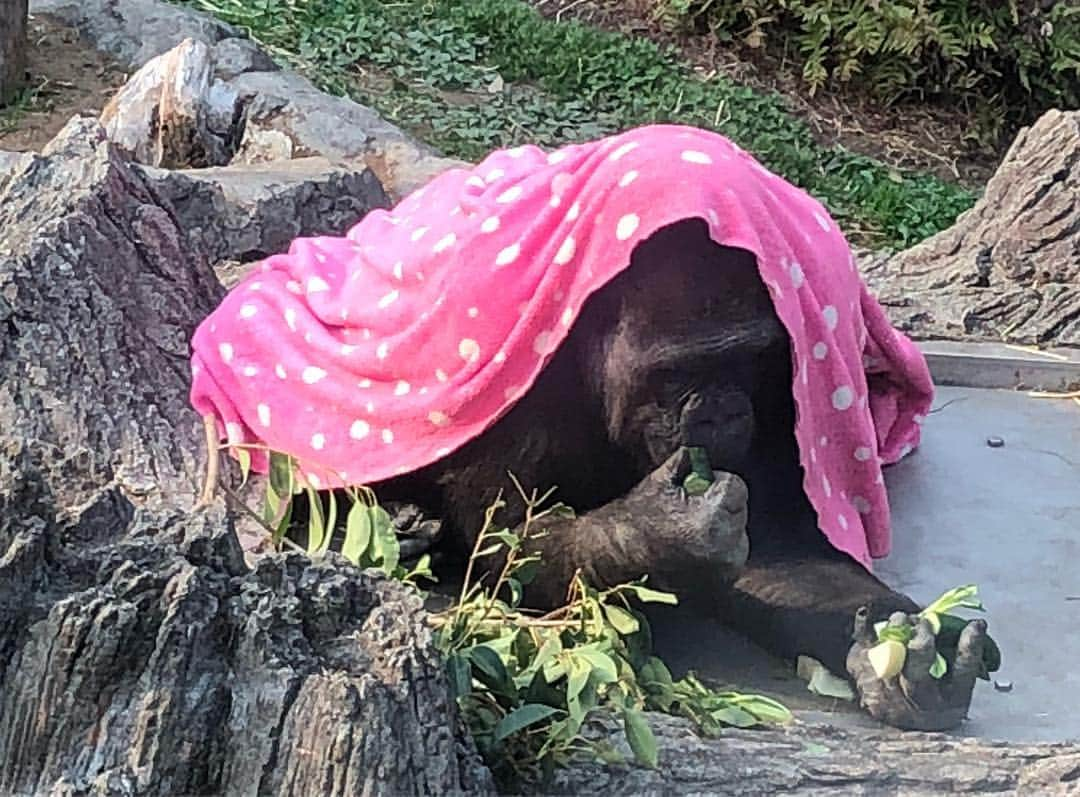 藤井美加子さんのインスタグラム写真 - (藤井美加子Instagram)「☆﻿ 上野公園と上野ZOO﻿🦍🙉🐘🐻🦁 今日もミモザと一緒のお出掛け🌟😽💫﻿ ﻿ 上野公園の桜も見頃🌸🌸🌸﻿ 桜の樹の下で食べる #シュガーレディ の﻿ #ばらちらし寿司 は最高でした！﻿ ﻿ #アニマルセラピー とても効果的でした。 しばらく上野動物園に通いそうです。  #ペットロス それは経験した人には分かる想像以上の痛みです。寂しさから抜け出せない方は是非、動物園おすすめです。 ゴリラとお猿さんはずっと見てられる🦍🙊 ﻿ ﻿ #お花見#桜#さくら#SAKURA#サクラ#上野公園#上野動動物園#日本の風景#春#動物﻿ #cherryblossom#japan_vacations#japanphoto#photo#photography#photo_jpn#sakuraphoto#spring#zoo#uenozoo#uenopark#animaltherapy#animal」3月27日 21時33分 - mikako_miki