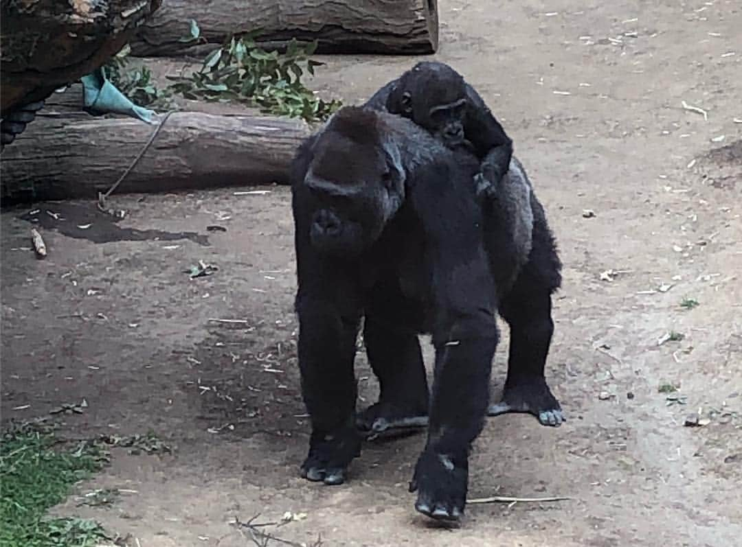 藤井美加子さんのインスタグラム写真 - (藤井美加子Instagram)「☆﻿ 上野公園と上野ZOO﻿🦍🙉🐘🐻🦁 今日もミモザと一緒のお出掛け🌟😽💫﻿ ﻿ 上野公園の桜も見頃🌸🌸🌸﻿ 桜の樹の下で食べる #シュガーレディ の﻿ #ばらちらし寿司 は最高でした！﻿ ﻿ #アニマルセラピー とても効果的でした。 しばらく上野動物園に通いそうです。  #ペットロス それは経験した人には分かる想像以上の痛みです。寂しさから抜け出せない方は是非、動物園おすすめです。 ゴリラとお猿さんはずっと見てられる🦍🙊 ﻿ ﻿ #お花見#桜#さくら#SAKURA#サクラ#上野公園#上野動動物園#日本の風景#春#動物﻿ #cherryblossom#japan_vacations#japanphoto#photo#photography#photo_jpn#sakuraphoto#spring#zoo#uenozoo#uenopark#animaltherapy#animal」3月27日 21時33分 - mikako_miki