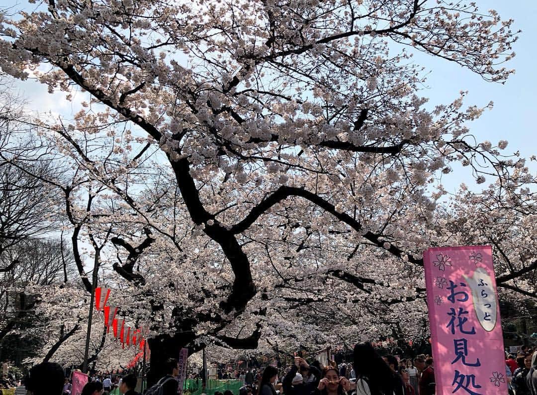 藤井美加子さんのインスタグラム写真 - (藤井美加子Instagram)「☆﻿ 上野公園と上野ZOO﻿🦍🙉🐘🐻🦁 今日もミモザと一緒のお出掛け🌟😽💫﻿ ﻿ 上野公園の桜も見頃🌸🌸🌸﻿ 桜の樹の下で食べる #シュガーレディ の﻿ #ばらちらし寿司 は最高でした！﻿ ﻿ #アニマルセラピー とても効果的でした。 しばらく上野動物園に通いそうです。  #ペットロス それは経験した人には分かる想像以上の痛みです。寂しさから抜け出せない方は是非、動物園おすすめです。 ゴリラとお猿さんはずっと見てられる🦍🙊 ﻿ ﻿ #お花見#桜#さくら#SAKURA#サクラ#上野公園#上野動動物園#日本の風景#春#動物﻿ #cherryblossom#japan_vacations#japanphoto#photo#photography#photo_jpn#sakuraphoto#spring#zoo#uenozoo#uenopark#animaltherapy#animal」3月27日 21時33分 - mikako_miki