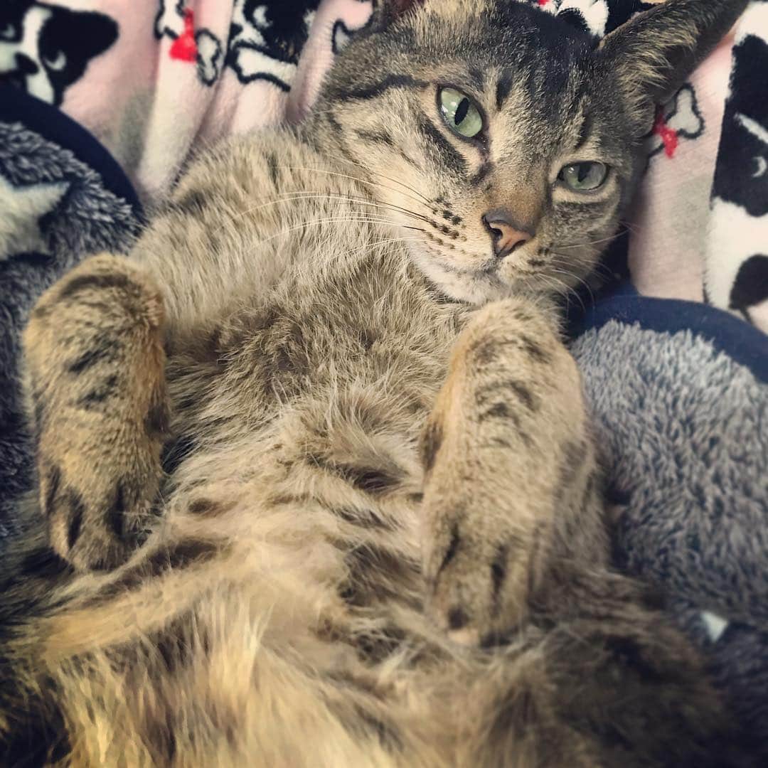 小嶋晶子のインスタグラム：「I‘m loafing aroundat home.🐈🐾 #cat #cats #browntabby #catsofinstagram #catstagram #neko #nekostagram #ねこ #ねこ部 #ねこすたぐらむ #きじとら #きじとらねこ #きじとら女子 #きじとら部 #ネコ #ネコ部  #キジトラ #キジトラネコ #キジトラ部 #かぎしっぽ #かぎしっぽ猫部 #カギしっぽ #カギしっぽ猫 #お腹ハゲてる」