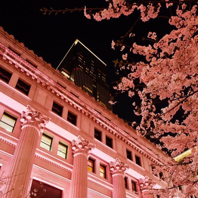 Mandarin Oriental, Tokyoさんのインスタグラム写真 - (Mandarin Oriental, TokyoInstagram)「夜桜が美しい日本橋の夜です。 The beautiful night view of cherry blossoms in Nihonbashi.  #mandarinorientaltokyo #MOTokyo #ImAfan #マンダリンオリエンタル東京 #sakura #cherryblossoms #桜 #spring #春 #nihonbashi #日本橋 #sakuragenic #桜フェスティバル #yozakura #夜桜 #cherryblossomviewing #花見」3月27日 21時35分 - mo_tokyo