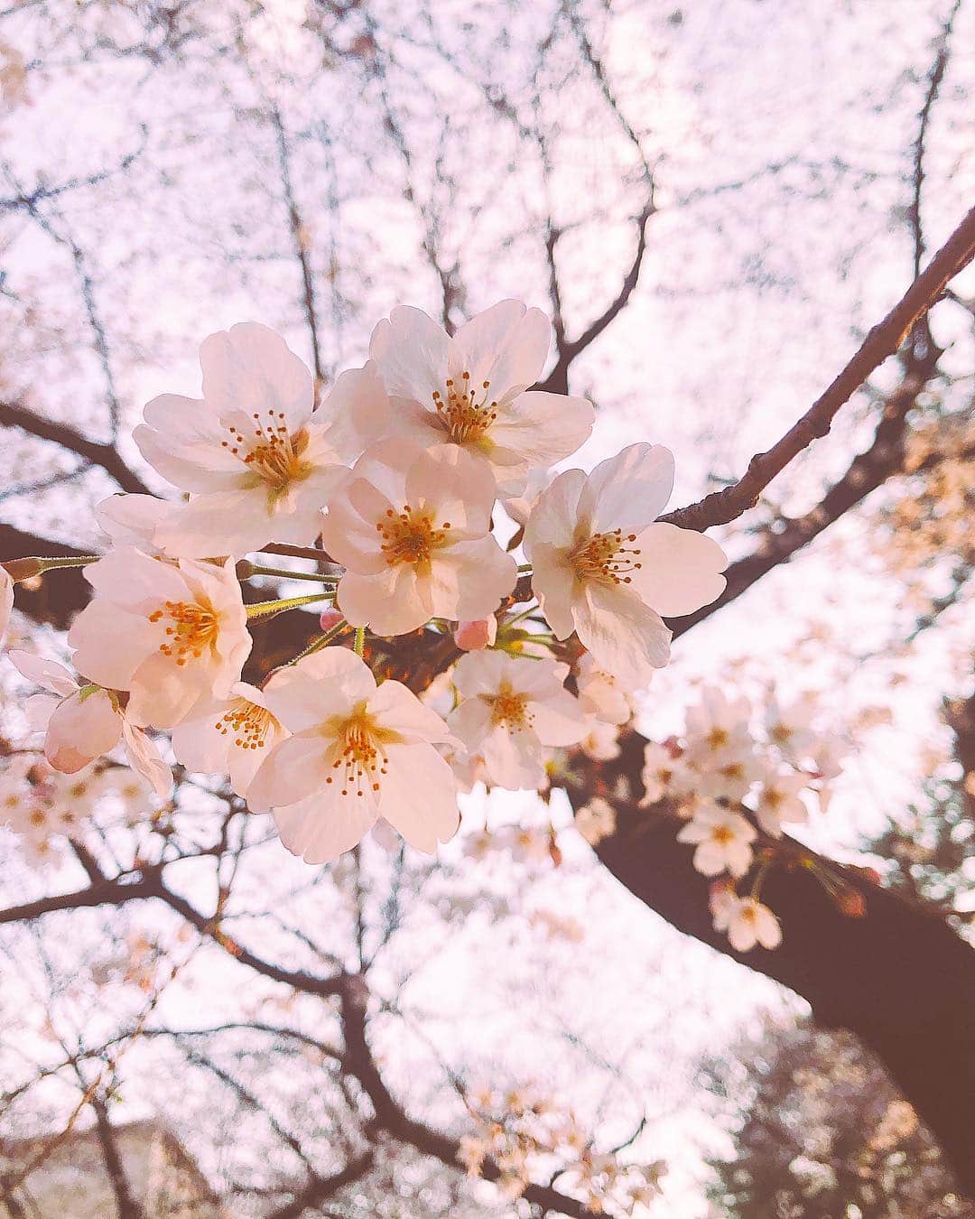 瀧川ありさのインスタグラム：「sakura. #桜の日 一年前も同じ日に同じ場所で桜を見ていたのをカメラフォルダが教えてくれた🌸」