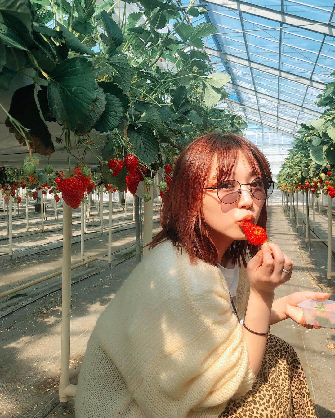 橋本愛奈さんのインスタグラム写真 - (橋本愛奈Instagram)「だいすきな苺の季節が来た🍓🍓🍓 昔っから、 すきな食べ物は苺ですって 言ってるけど信じてもらえない☺️(酒好きがゆえの？) 春めいてきて、幸せな毎日です #いちご狩り #何回でも行けそう」3月27日 21時52分 - aina_hashimot0