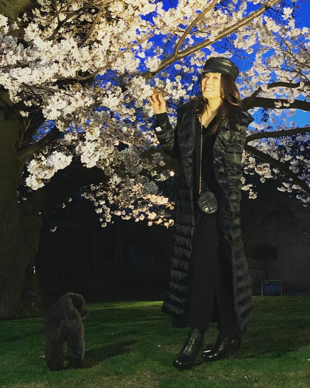 のインスタグラム：「愛犬のクリと🌸 #花見 #さくら #夜桜 #ライトアップ #素敵 #大好き #プードル #おしり姿 #愛犬 #クリ #萬田久子」
