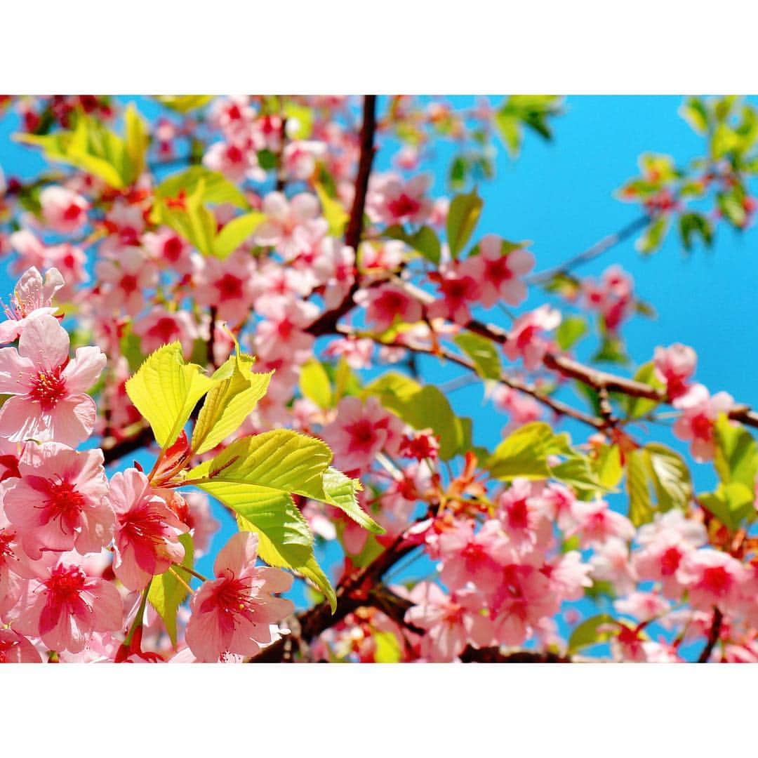 馬嘉伶さんのインスタグラム写真 - (馬嘉伶Instagram)「🍵 #3月27日 #さくらの日  #桜 #好き #🌸」3月27日 21時56分 - macyacyarin