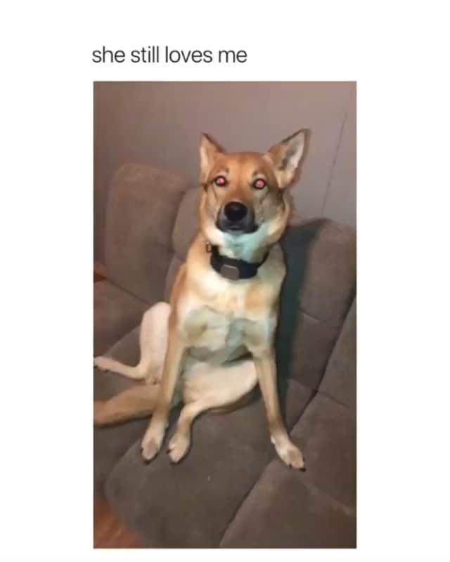 Funny Postsのインスタグラム：「••••••••••• 😂 Dogs understand 🖕🏼 too 💬 Video by: @lexizacek 🎥 Double tap for more videos!」