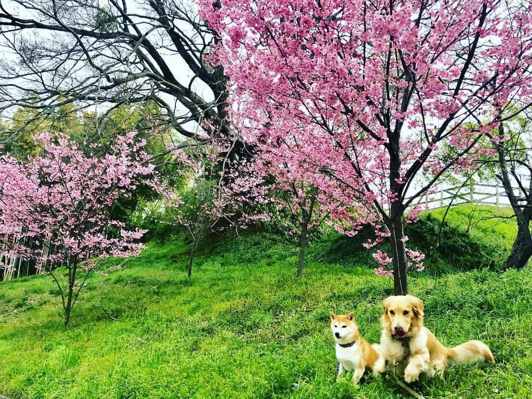 篠原信一さんのインスタグラム写真 - (篠原信一Instagram)「小鉄とニコの大冒険🐾🌀 おはようワン♪ お花見散歩🌸🐾 #柴犬 #しばいぬ #ゴールデンレトリバー #小鉄とニコの大冒険  #shibainu #shibainulover #shibainutoday #shibainuinstagram #shibainudaily #shibainusofinsta #golden #goldenretriever #goldenretrieverlover #goldenretrievertoday #goldenretrieverinstagram #goldenretrieversofinsta #goldenretrieverdaily #桜 #散歩」3月28日 7時24分 - kotetu__niko