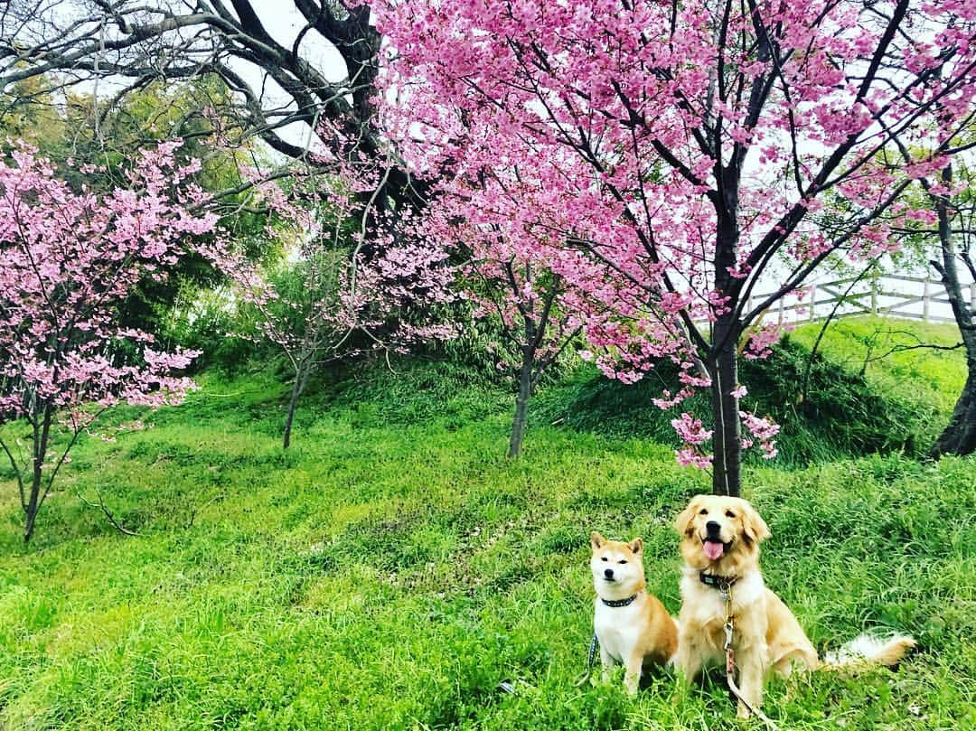 篠原信一さんのインスタグラム写真 - (篠原信一Instagram)「小鉄とニコの大冒険🐾🌀 おはようワン♪ お花見散歩🌸🐾 #柴犬 #しばいぬ #ゴールデンレトリバー #小鉄とニコの大冒険  #shibainu #shibainulover #shibainutoday #shibainuinstagram #shibainudaily #shibainusofinsta #golden #goldenretriever #goldenretrieverlover #goldenretrievertoday #goldenretrieverinstagram #goldenretrieversofinsta #goldenretrieverdaily #桜 #散歩」3月28日 7時24分 - kotetu__niko