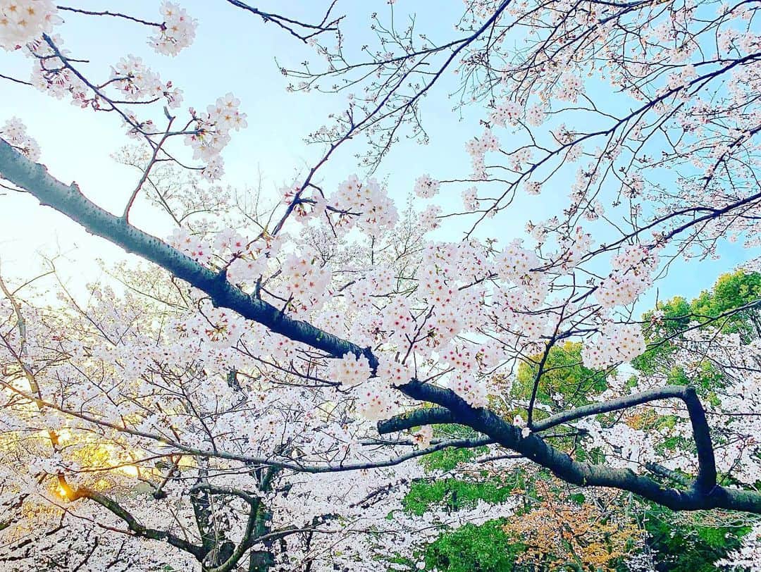 YOKANさんのインスタグラム写真 - (YOKANInstagram)「今朝の 原宿表参道は快晴なり…☀️ 清々しくさわやかな朝🌅 朝ラン&ウォークは快調でした…🏃‍♂️👟 写真は 今朝の代々木公園の桜…🌸🌸🌸 とても綺麗で素晴らしいです✨ たぶん 今週いっぱい楽しめそうです…🌸✨👀 でも 写真に写っていない所は… 捨てたブルーシート&ゴミの山で 早朝から清掃員な方々が総動員で お掃除をしていました…🧹🧤 ※マナーを守ってお花見しましょう…💁‍♀️ さて 本日のYOKANは 午前中は 家事&事務仕事や 昨日進まなかった宿題の 残りサ行⁉️あっ、作業（笑） 午後からは 本日分の宿題ノルマ…✏️🎹🎸🎼 そして ラジオ番組の収録…🎙🎧👄🎵📻 その他諸々…🙋‍♀️ 楽しみながらがんばりまーす✌️ みなさま 笑顔でステキな1日を…💓 #harajuku #omotesando #原宿 #表参道 #tokyo #japan #morning #朝 #朝ラン #running #walking #ウォーキング #晴れ  #OhaYOKAN #streetart #街角アート #flower #花 #桜 #サクラ #さくら #cherryblossom #beautiful #美しい #yoyogipark #代々木公園 #インスタ映え #instagram #instadaily #笑顔でステキな1日を💓」3月28日 7時29分 - yokanstudio