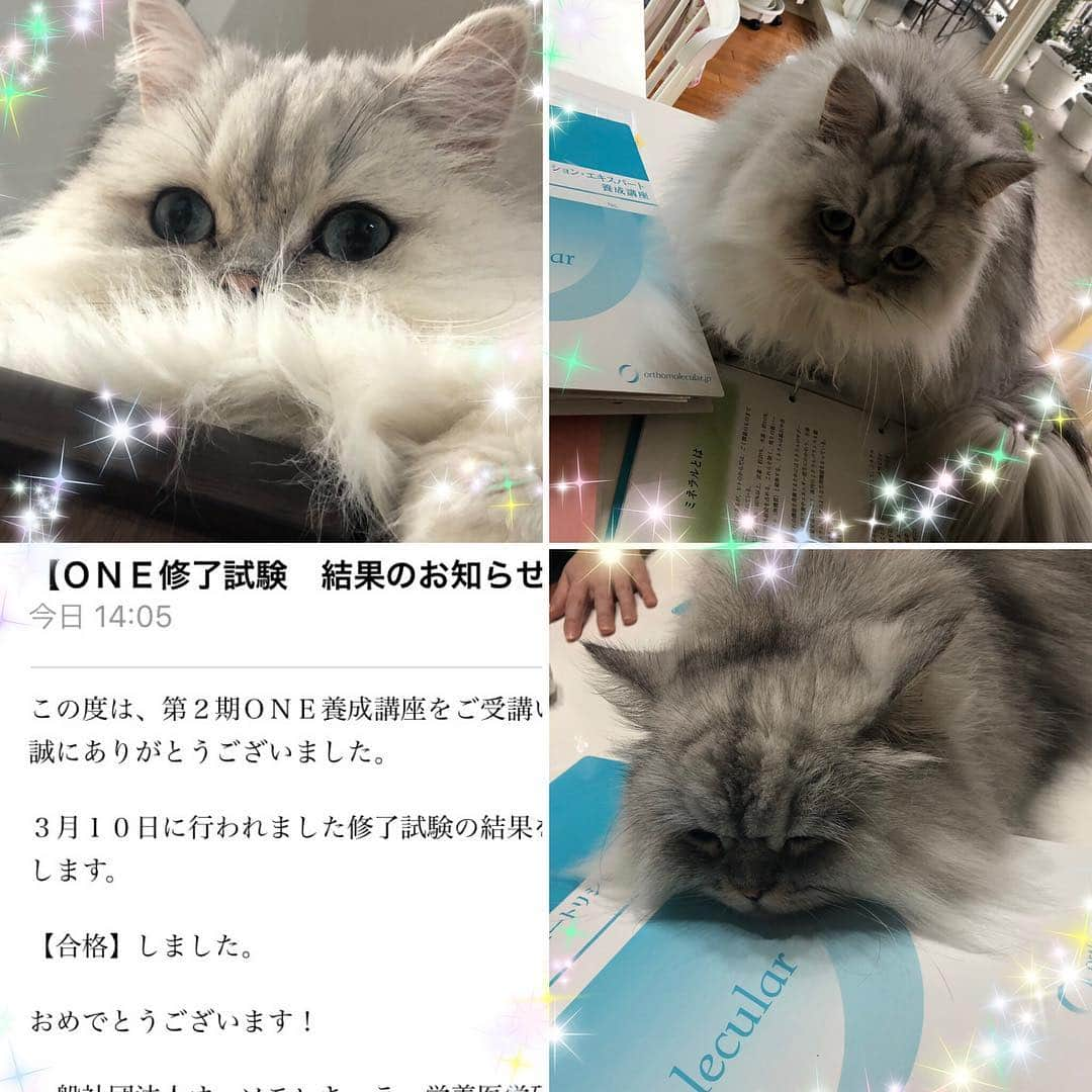 norikoさんのインスタグラム写真 - (norikoInstagram)「☆2019.3.27☆ ＊ オーソモレキュラーディプロマ 合格しました💕💕 娘も共に合格です✨ 認定アドバイザーになることが出来ました。 今月末に、ディプロマ授与式があります。 溝口先生や姫野先生にお会い出来るのもとても楽しみです。 共に学んだ２期の仲間に会えるのも楽しみです。 私もいよいよ、栄養療法アドバイザーです。 ＊ 約半年間の講座受講、難しくて頭から煙が出そうな時もありましたが、頑張って良かったと思っています。 栄えある２期の認定メンバーとして、これから頑張ります。 ＊ お体のことで何か悩みを抱えていらっしゃる方や、しっかりと栄養を考えて食事をしているのにどこか不調を感じる方、お気軽にご相談下さいね〜😊✨ ＊ 目標は、人の不調だけでなく『栄養』の観点から、愛するにゃんずの健康や栄養アドバイザーになる事を目標にこれから更にしっかりと学んでいこうと思っています。 ☆ #オーソモレキュラー  #オーソモレキュラー栄養療法 #オーソモレキュラーニュートリションエキスパート  #ONE2期 #orthomolecular #orthomolecularnutrition」3月28日 7時43分 - kttlt.lovely