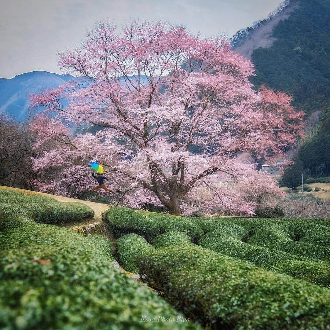 コサさんのインスタグラム写真 - (コサInstagram)「ここの桜、なんか人気出てますね～🌸 さて今回も @susu.kouさんが見事なジャンピングしてくれました👏 おかげで桜の大きさがよくわかります🤣 . Location:三重県 Mie/Japan Data:2019.3.23 Model: @susu.kou ジャンピング歴 : #susu_jump . #はなまっぷ #team_jp_春色2019 #as_桜2019 #LBJ_桜2019 #art_of_japan_ #tokyocameraclub #Lovers_Nippon #team_jp_ #IGersJP #IG_PHOS #photo_jpn #dpj_member #ptk_japan #pt_life_ #photo_travelers #photo_shorttrip #Japan_Daytime_View #light_nikon #visitmie #広がり同盟メンバー #bestjapanpics #nipponpic_member #super_japan_channel #jalan_travel #LBJ_members #Rox_Captures #colorsjp #jp_portrait部 #rox_saison_傘19」3月28日 7時53分 - kosa_photo