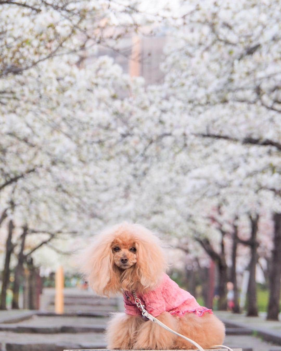 Toypoodle Mikuru?Asakusa Tokyoのインスタグラム