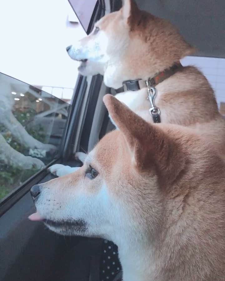 柴犬Mamesuke・Korosuke??大阪のインスタグラム