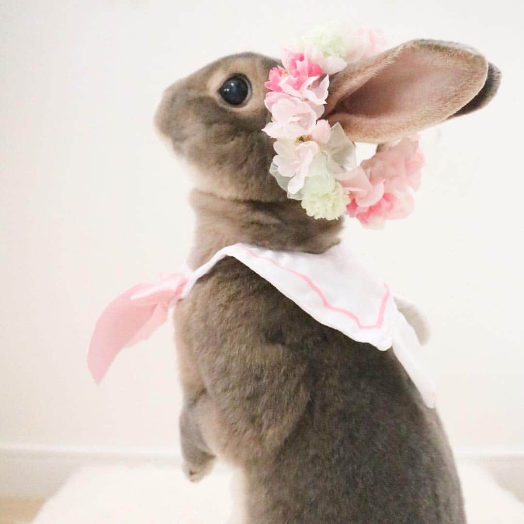 Kayoのインスタグラム：「春らんらん🌸 もう桜満開なのかぁ〜 スーパードライ桜バージョンうらやま！ こちらでは売ってないの‥‥」