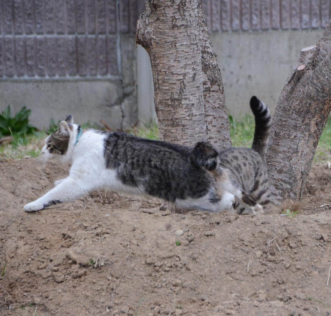 やふさんのインスタグラム写真 - (やふInstagram)「ティラノー！→ジャンプで京太超え→京太襲撃→マジ逃げ . #cat #neko #catlovers #catsofinstagram #catstagram #instacat #猫 #ねこ #ネコ #保護猫 #新吉 #京太」3月28日 8時17分 - kyafy