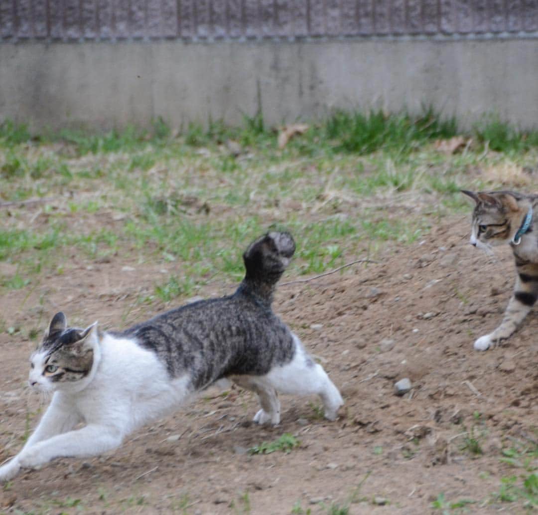 やふさんのインスタグラム写真 - (やふInstagram)「ティラノー！→ジャンプで京太超え→京太襲撃→マジ逃げ . #cat #neko #catlovers #catsofinstagram #catstagram #instacat #猫 #ねこ #ネコ #保護猫 #新吉 #京太」3月28日 8時17分 - kyafy